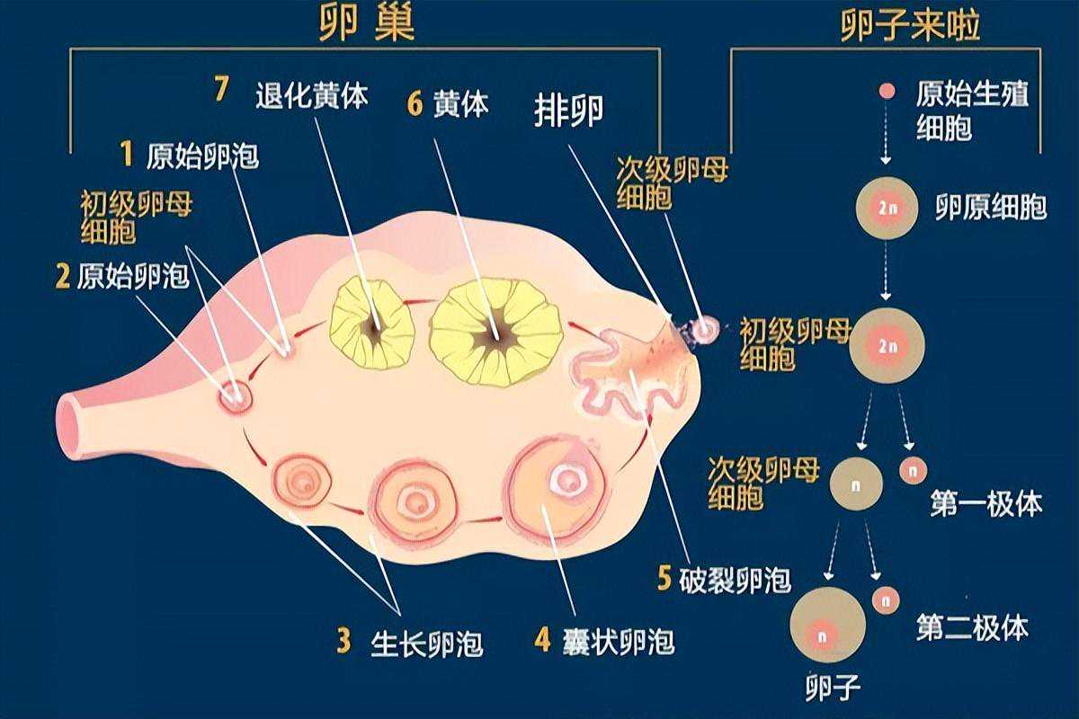 北京代孕怎么弄得_卵泡天数与大小对照表，各时间卵泡生长速度快慢，一看便