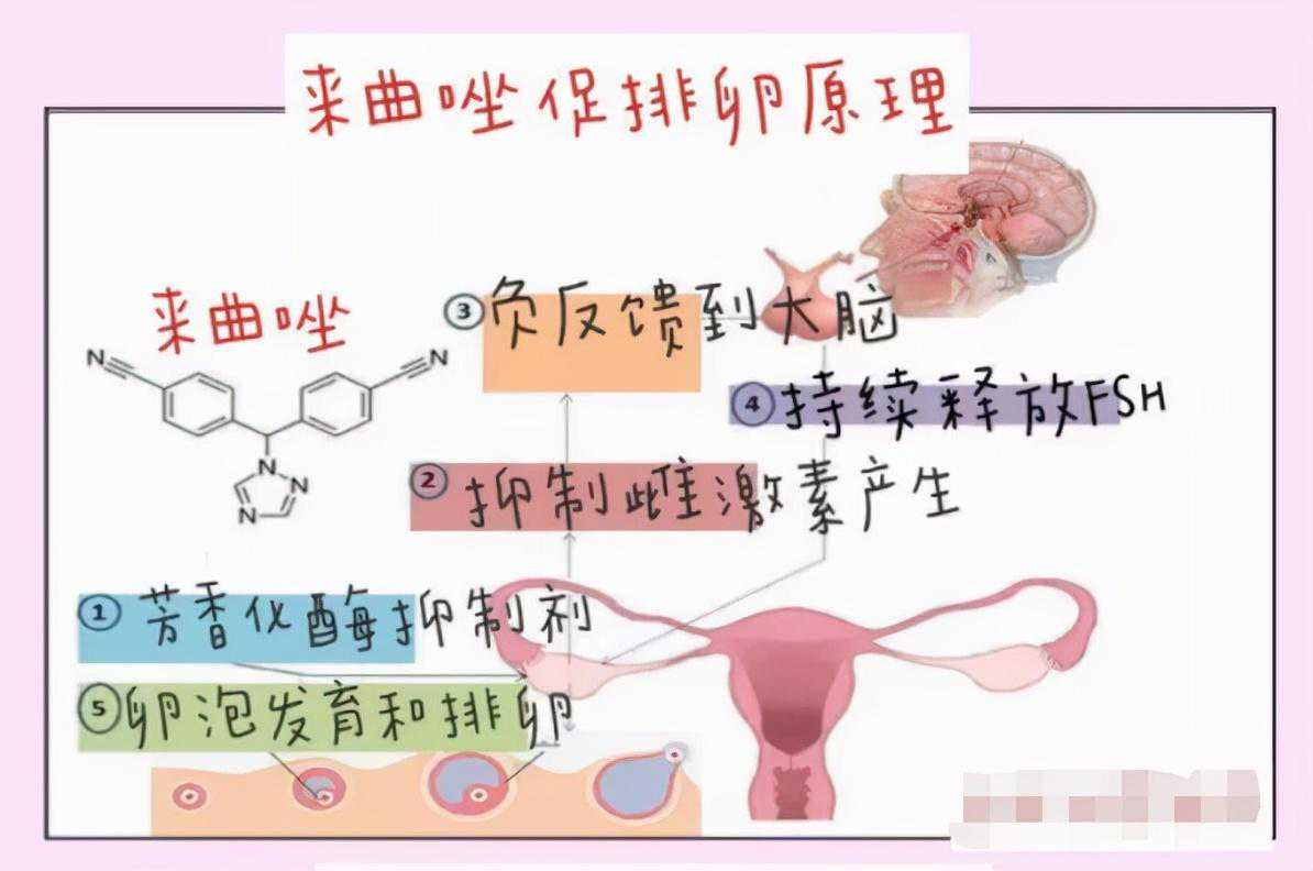 北京试管代怀qq群_口服促排卵药的“新晋顶流”-来曲唑